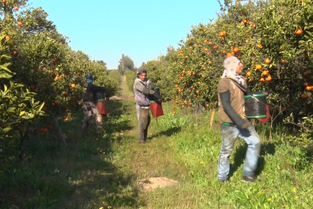 La zafra actual viene entonada, con rindes superiores a los magros de 2020.