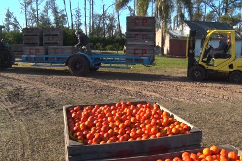 Juan Velazco - Productor Citricola - Quinta San Jorge en Colonia Ayuí