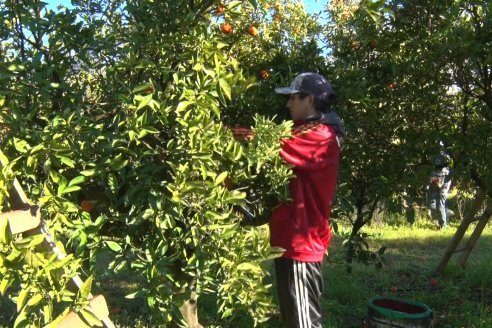 Juan Velazco - Productor Citricola - Quinta San Jorge en Colonia Ayuí