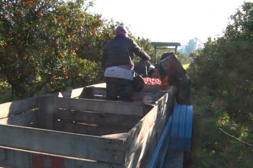 Juan Velazco - Productor Citricola - Quinta San Jorge en Colonia Ayuí