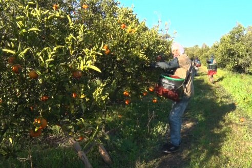 Juan Velazco - Productor Citricola - Quinta San Jorge en Colonia Ayuí