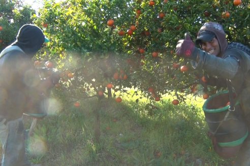 Juan Velazco - Productor Citricola - Quinta San Jorge en Colonia Ayuí