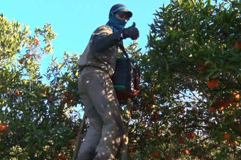 Juan Velazco - Productor Citricola - Quinta San Jorge en Colonia Ayuí