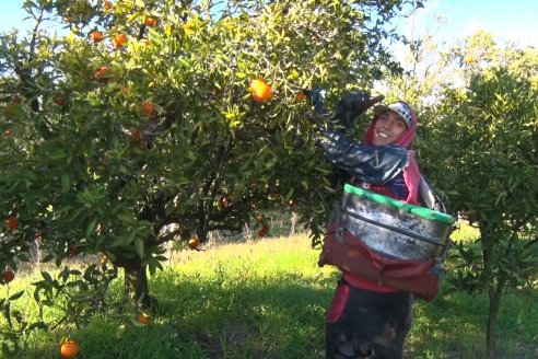 Juan Velazco - Productor Citricola - Quinta San Jorge en Colonia Ayuí