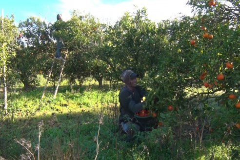 Juan Velazco - Productor Citricola - Quinta San Jorge en Colonia Ayuí