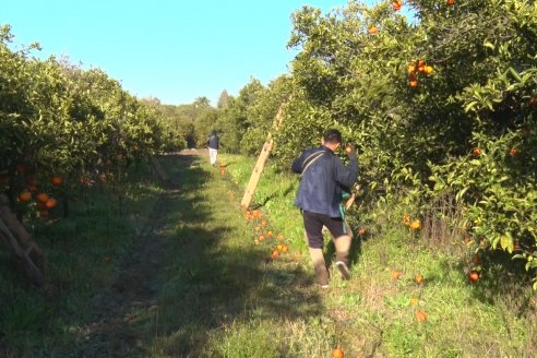 Juan Velazco - Productor Citricola - Quinta San Jorge en Colonia Ayuí