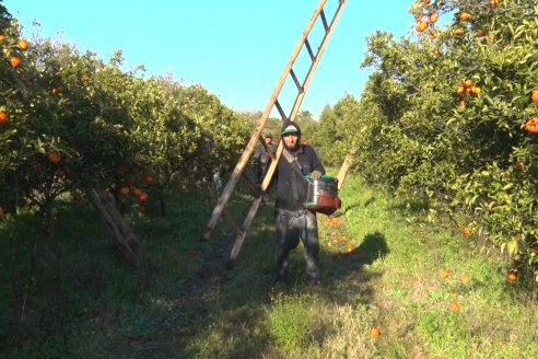 Juan Velazco - Productor Citricola - Quinta San Jorge en Colonia Ayuí