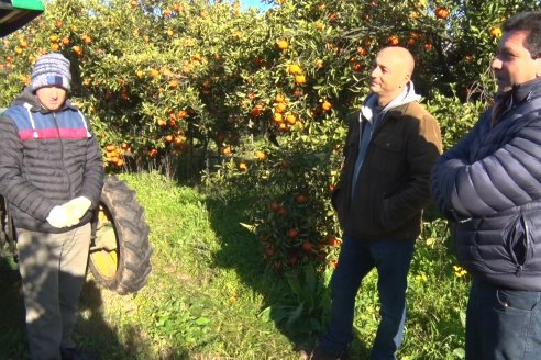 Juan Velazco - Productor Citricola - Quinta San Jorge en Colonia Ayuí