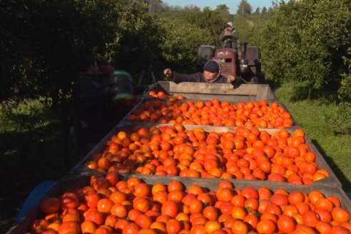 Juan Velazco - Productor Citricola - Quinta San Jorge en Colonia Ayuí