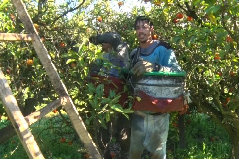 Juan Velazco - Productor Citricola - Quinta San Jorge en Colonia Ayuí