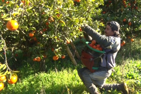 Juan Velazco - Productor Citricola - Quinta San Jorge en Colonia Ayuí