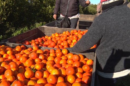 Juan Velazco - Productor Citricola - Quinta San Jorge en Colonia Ayuí