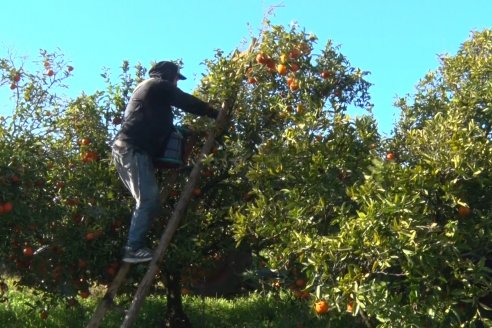 Juan Velazco - Productor Citricola - Quinta San Jorge en Colonia Ayuí