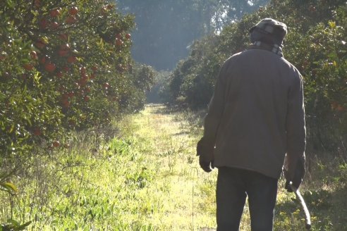 Juan Velazco - Productor Citricola - Quinta San Jorge en Colonia Ayuí