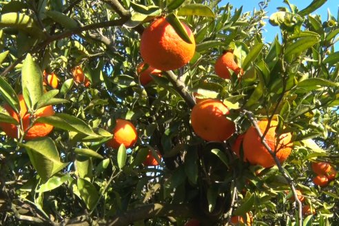 Juan Velazco - Productor Citricola - Quinta San Jorge en Colonia Ayuí