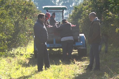 Juan Velazco - Productor Citricola - Quinta San Jorge en Colonia Ayuí