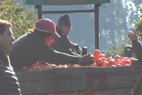 Juan Velazco - Productor Citricola - Quinta San Jorge en Colonia Ayuí