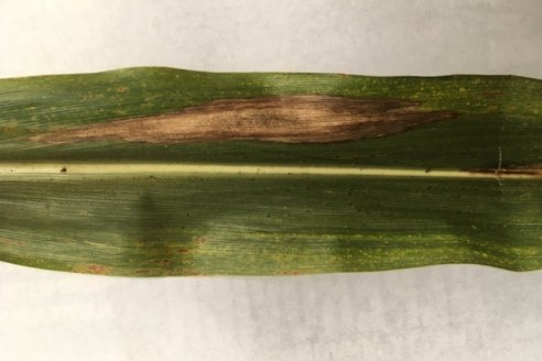 Estudian al hongo que más daño causa al cultivo de maíz