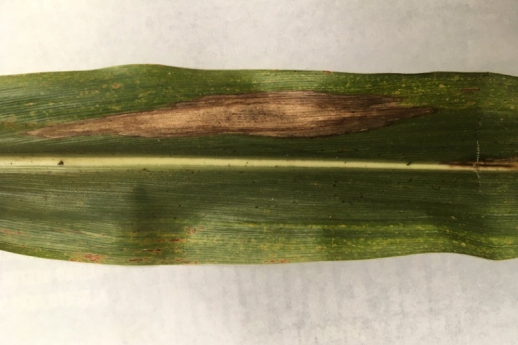 Empieza como mancha en la hoja de la planta y acaba con el rendimiento.