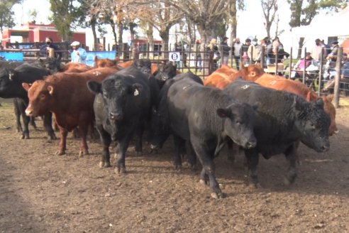 Angus Litoral se florea en el establecimiento Pilar, de Ramírez