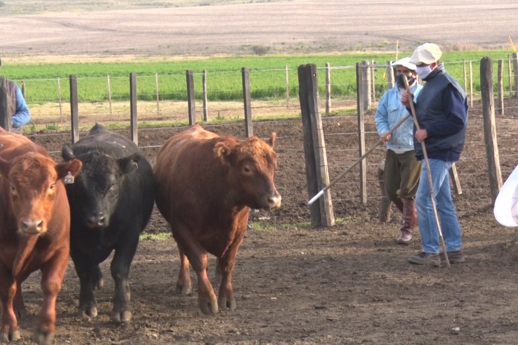 El año 2020 terminó con 943.000 animales menos que 2019, suman 53,5 millones.