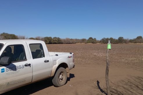 El picudo apareció al trotecito por suelos cordobeses y hace estragos