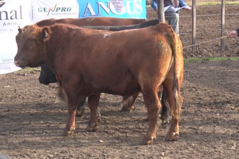 Angus Litoral se florea en Establecimiento Pilar, de Ramírez - 2° Jura Fenotípica de la 6ta. Prueba Pastoril