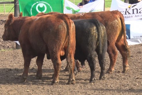 Angus Litoral se florea en Establecimiento Pilar, de Ramírez - 2° Jura Fenotípica de la 6ta. Prueba Pastoril