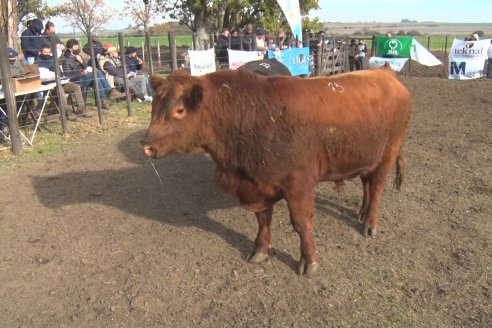 Angus Litoral se florea en Establecimiento Pilar, de Ramírez - 2° Jura Fenotípica de la 6ta. Prueba Pastoril