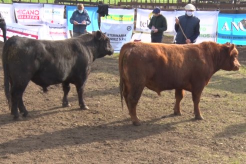 Angus Litoral se florea en Establecimiento Pilar, de Ramírez - 2° Jura Fenotípica de la 6ta. Prueba Pastoril