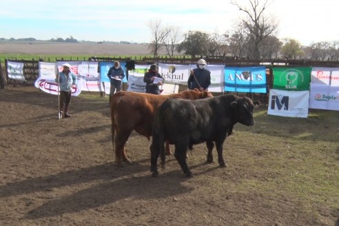 Angus Litoral se florea en Establecimiento Pilar, de Ramírez - 2° Jura Fenotípica de la 6ta. Prueba Pastoril