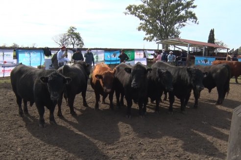 Angus Litoral se florea en Establecimiento Pilar, de Ramírez - 2° Jura Fenotípica de la 6ta. Prueba Pastoril