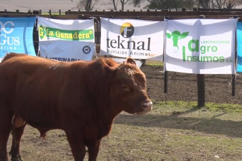 Angus Litoral se florea en Establecimiento Pilar, de Ramírez - 2° Jura Fenotípica de la 6ta. Prueba Pastoril