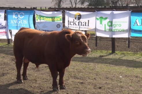 Angus Litoral se florea en Establecimiento Pilar, de Ramírez - 2° Jura Fenotípica de la 6ta. Prueba Pastoril