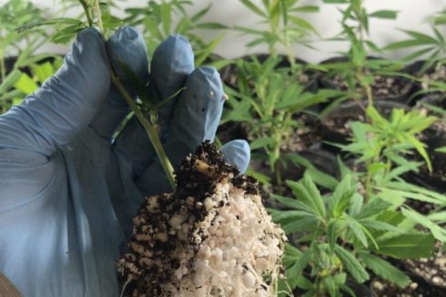 Revelan que alimentar novillos con plantas de cannabis baja el estrés