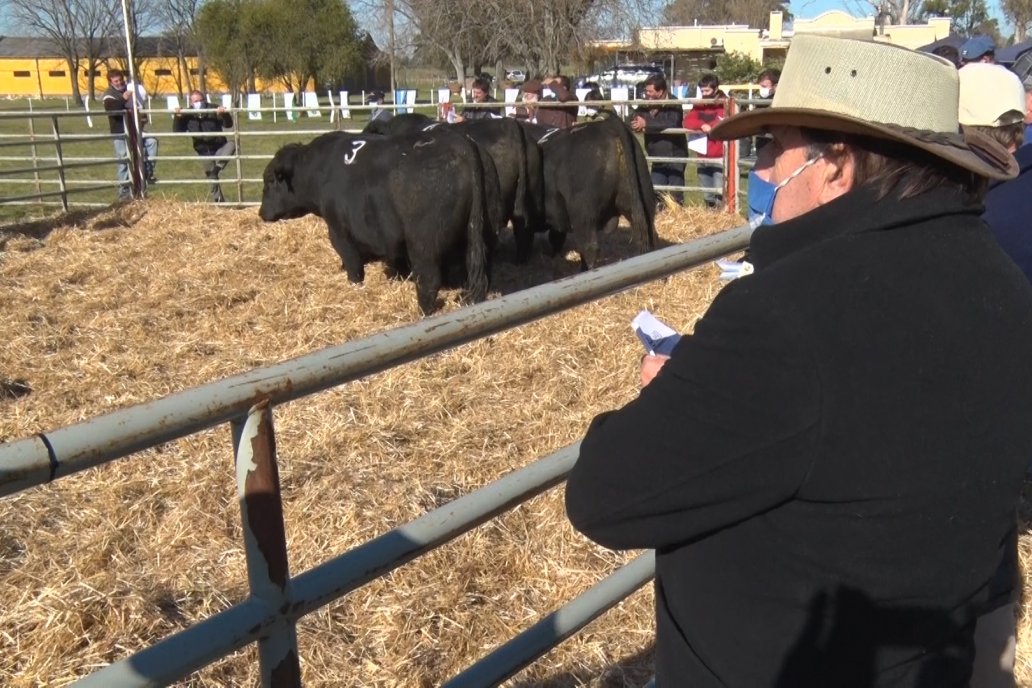 En la mañana del 11 de agosto los productores podrán volver a ver los animales.