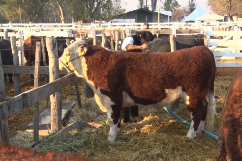 Jura Hereford Expo Rural Villaguay 2021