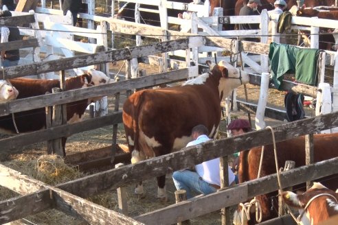 Jura Hereford Expo Rural Villaguay 2021