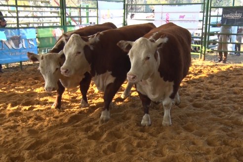 Jura Hereford Expo Rural Villaguay 2021