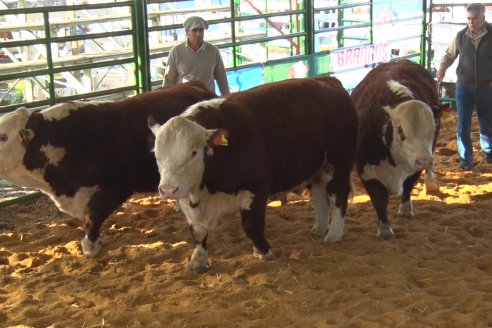 Jura Hereford Expo Rural Villaguay 2021