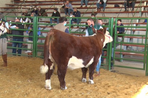 Jura Hereford Expo Rural Villaguay 2021