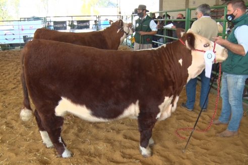 Jura Hereford Expo Rural Villaguay 2021