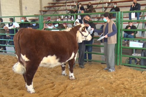 Jura Hereford Expo Rural Villaguay 2021