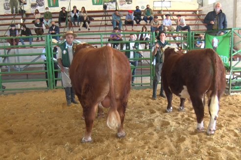 Jura Hereford Expo Rural Villaguay 2021