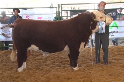 Jura Hereford Expo Rural Villaguay 2021