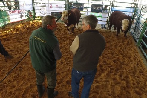 Jura Hereford Expo Rural Villaguay 2021