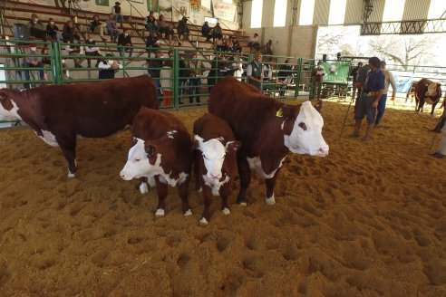 Jura Hereford Expo Rural Villaguay 2021