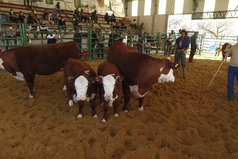 Jura Hereford Expo Rural Villaguay 2021