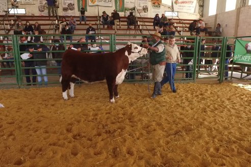 Jura Hereford Expo Rural Villaguay 2021