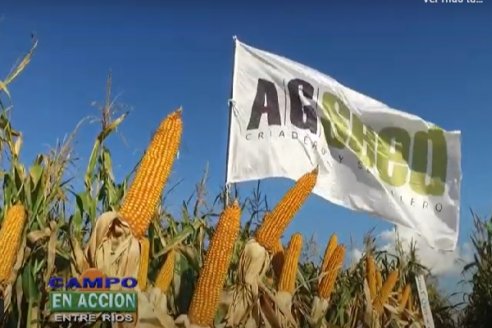 Continúa a buen ritmo la campaña 2021 de los híbridos de AGseed